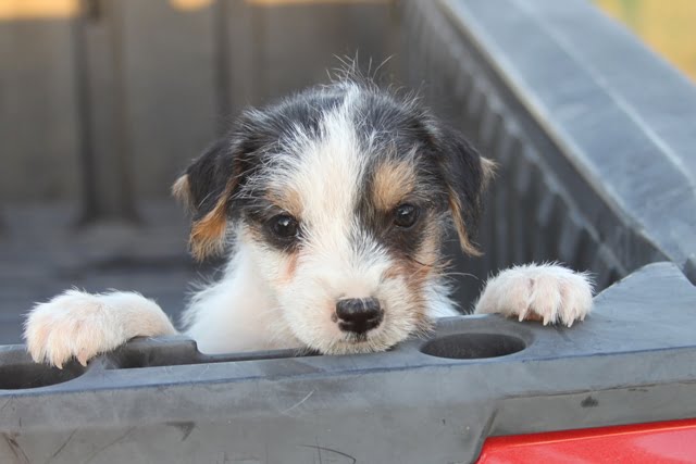 Angelina Male 2SOLD  – Tri Broken Male Jack Russell Terrier Puppy For Sale