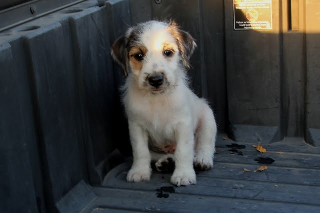 SOLD Feather Male – Tri Rough Male Jack Russell Terrier Puppy For Sale