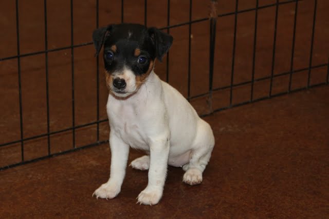 SOLDAbigail Female 1 – Tri Smooth Female Jack Russell Terrier Puppy For Sale