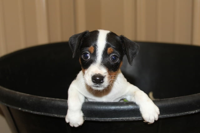 SoldAbigail Female 2 – Tri Smooth Female Jack Russell Terrier Puppy For Sale