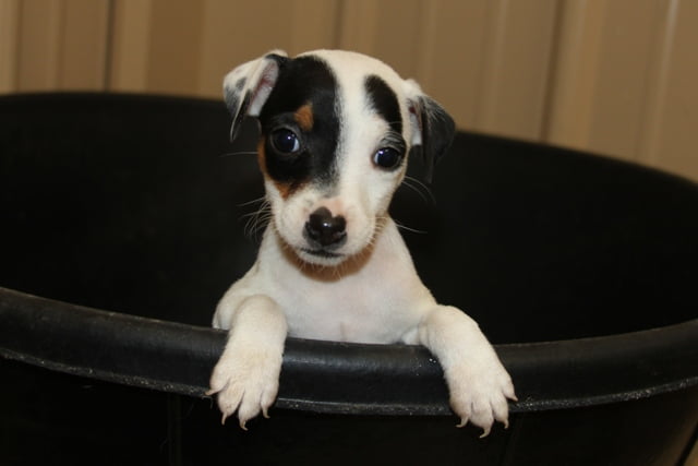 SOLDAbigail Female 3 – Tri Smooth Female Jack Russell Terrier Puppy For Sale