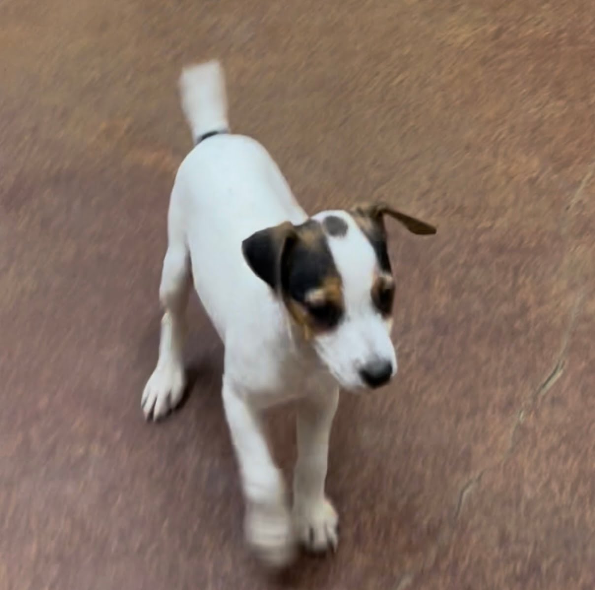 Betsy Male – Tri Broken Male Jack Russell Terrier Puppy For Sale