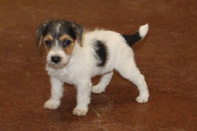 Rachel Female1 – Tri Rough Female Jack Russell Terrier Puppy For Sale