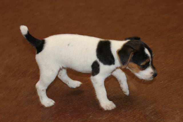 Rachel Female 2 – Tri Broken Female Jack Russell Terrier Puppy For Sale