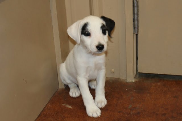 Vicki Male 1 – Tri Smooth Male Jack Russell Terrier Puppy For Sale