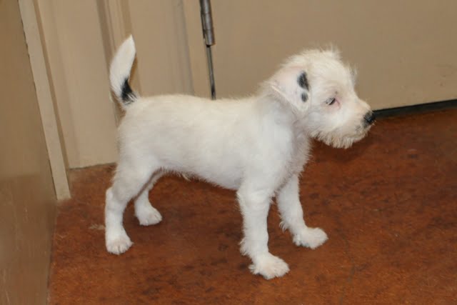 SOLD Vicki Male 2 – Tri Rough Male Jack Russell Terrier Puppy For Sale