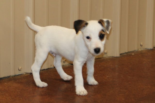 Vicki Male 3 – Tri Broken Male Jack Russell Terrier Puppy For Sale