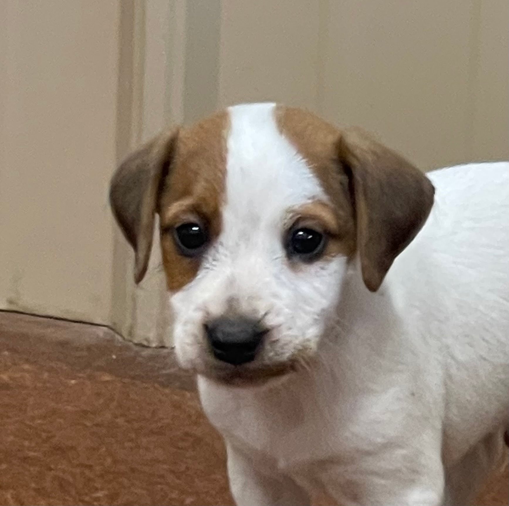 Feather Male 2 – Brown/white Smooth Male Jack Russell Terrier Puppy For Sale