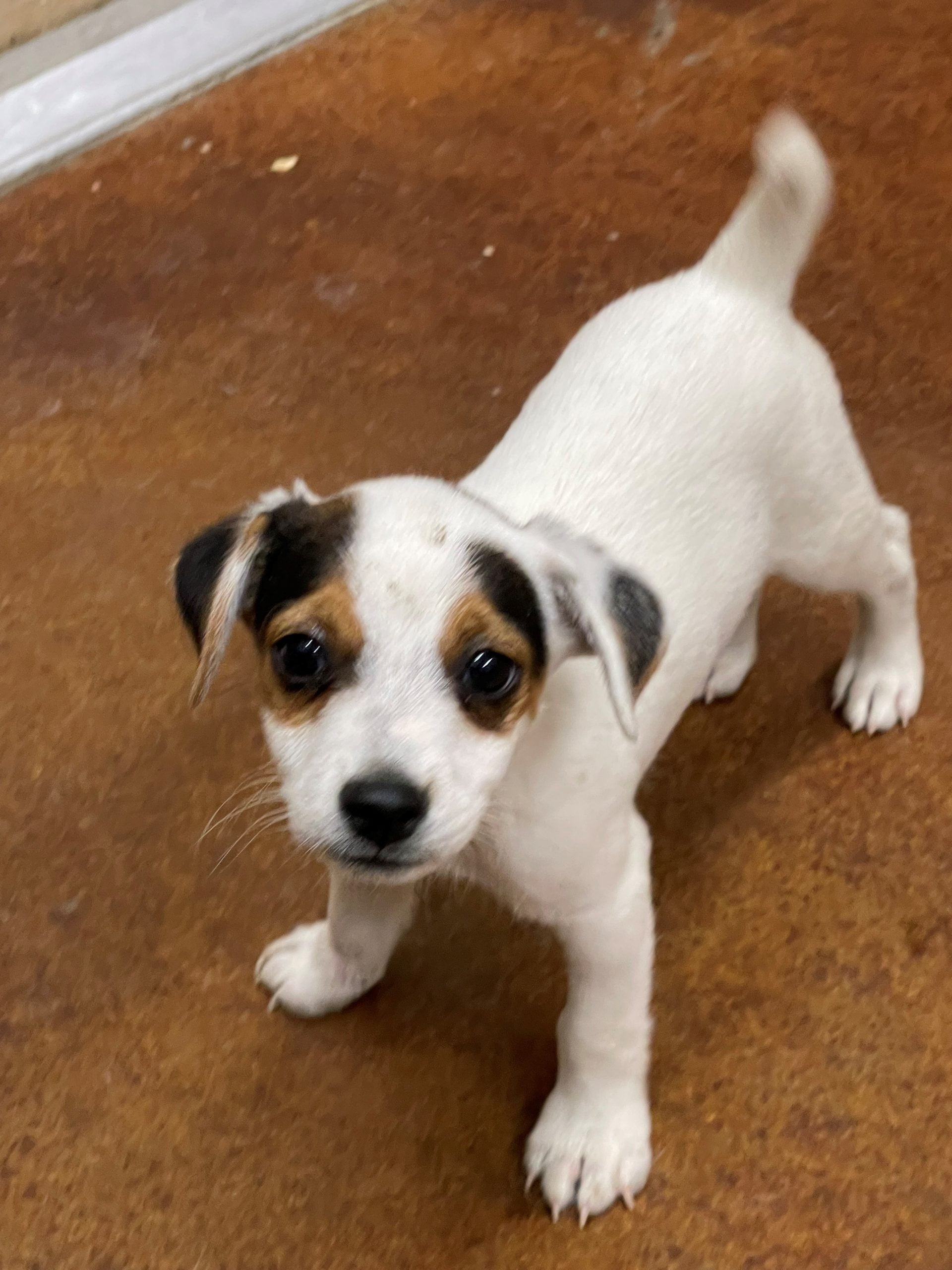SOLD Paige Male – Tri Broken Male Jack Russell Terrier Puppy For Sale