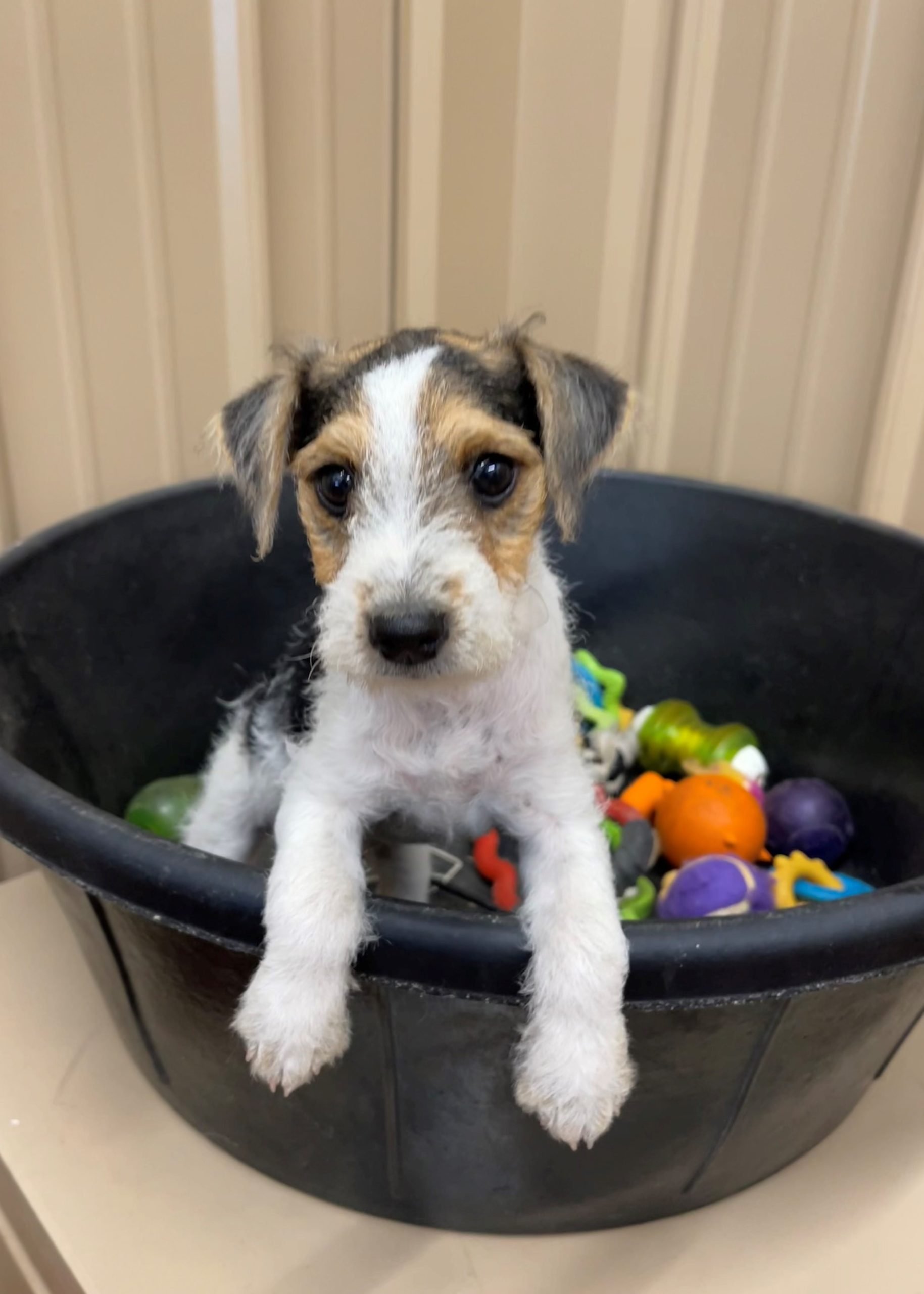 Victoria Female – Tri Rough Female Jack Russell Terrier Puppy For Sale