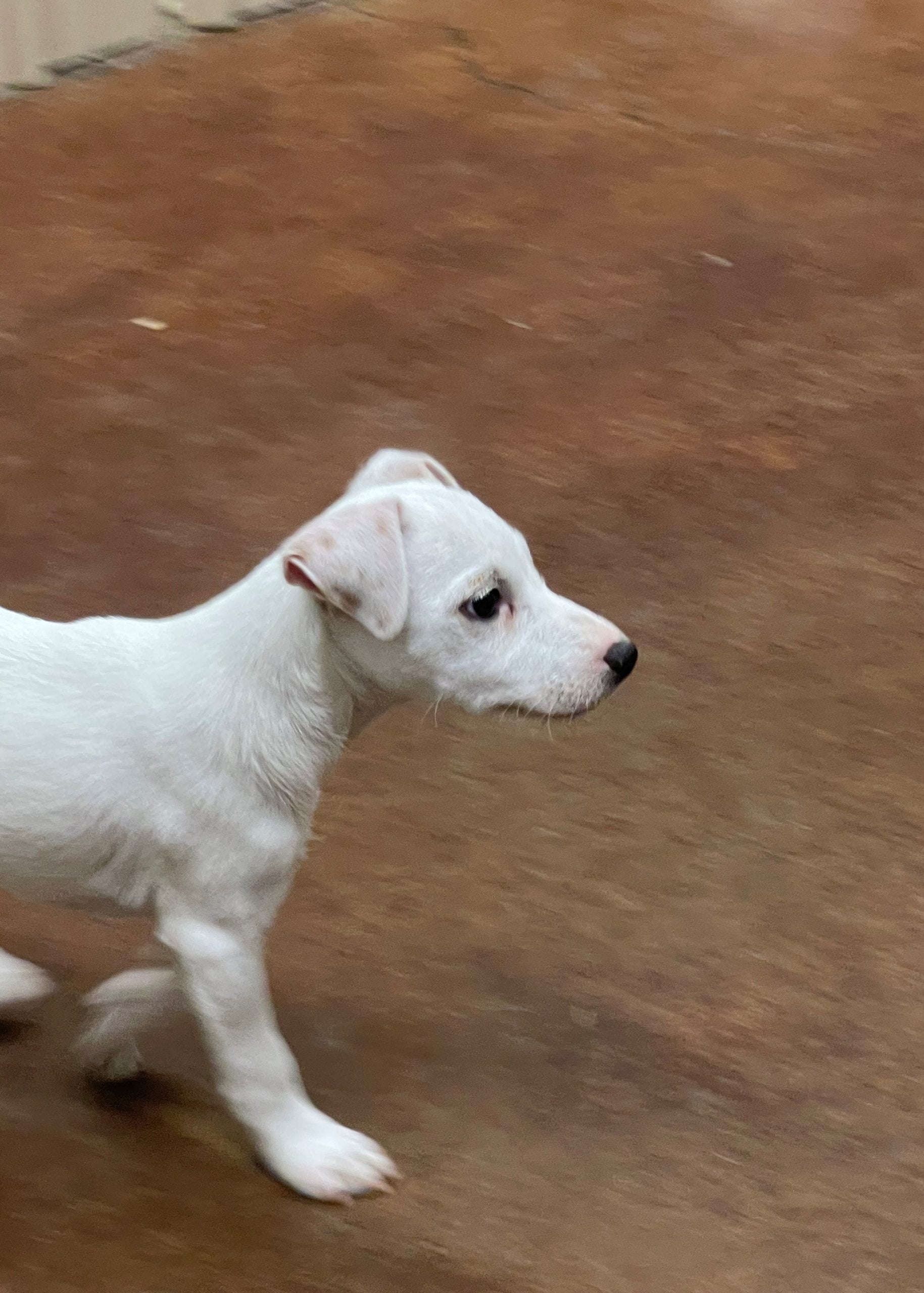 Penelope Male – White Smooth Male Jack Russell Terrier Puppy For Sale