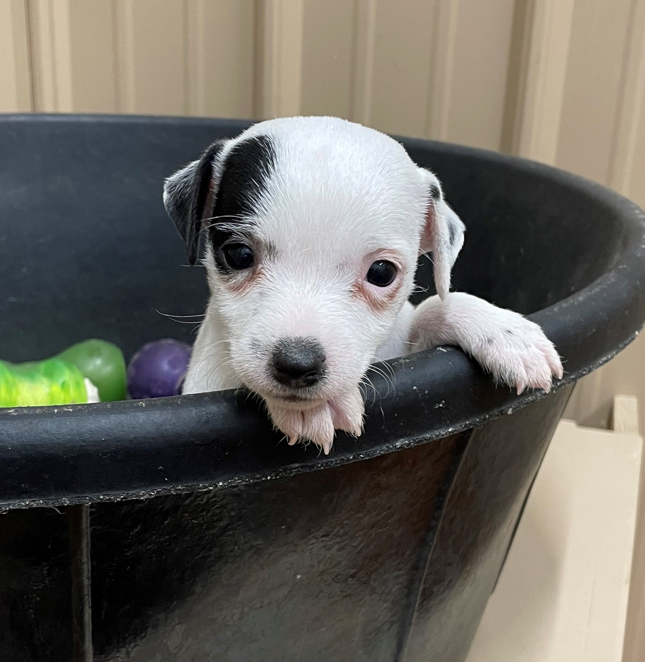 Lotti Female 2 – Black And White Smooth Female Jack Russell Terrier Puppy For Sale