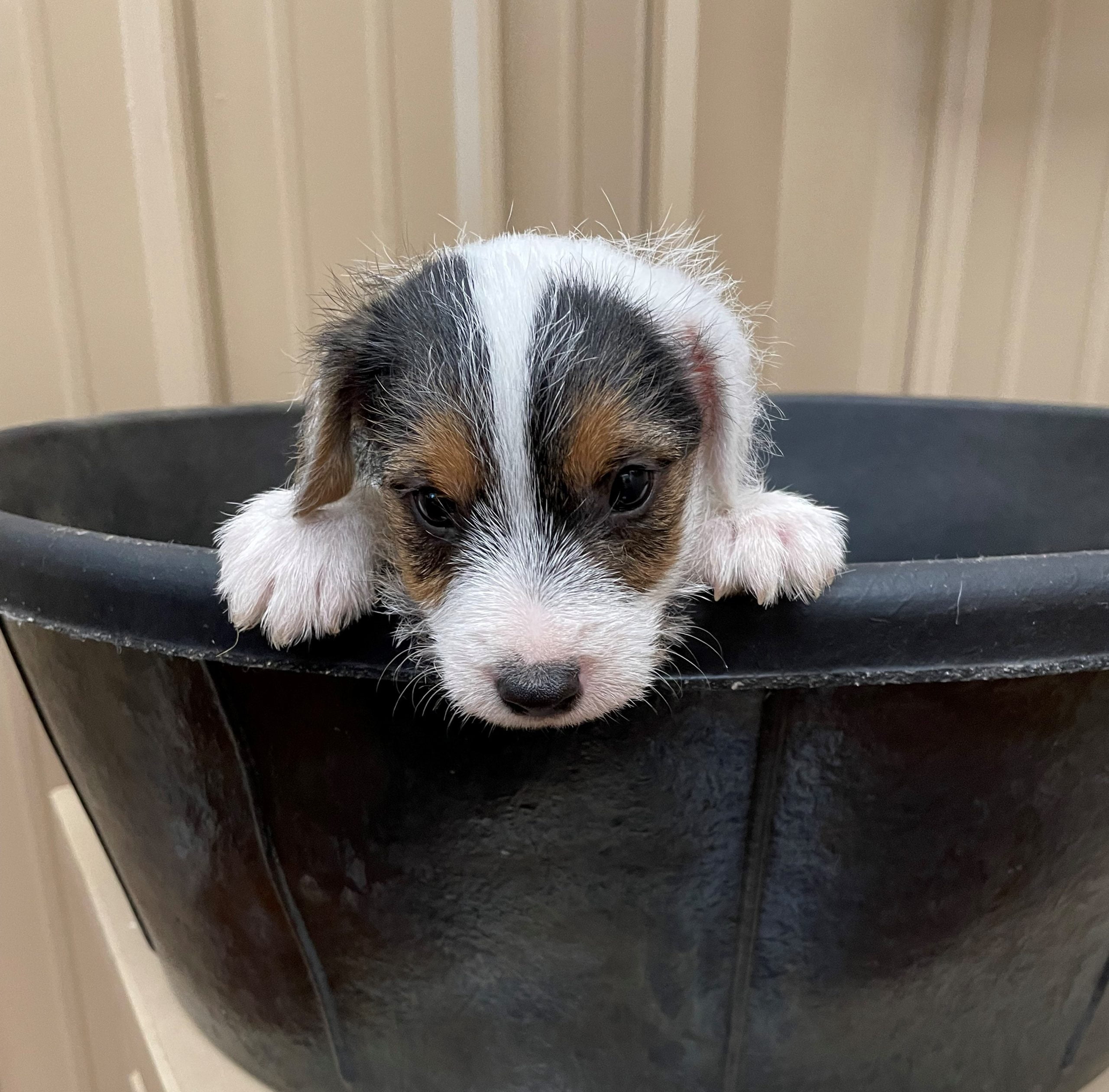 Lotti Male 1 – Tri Rough Male Jack Russell Terrier Puppy For Sale