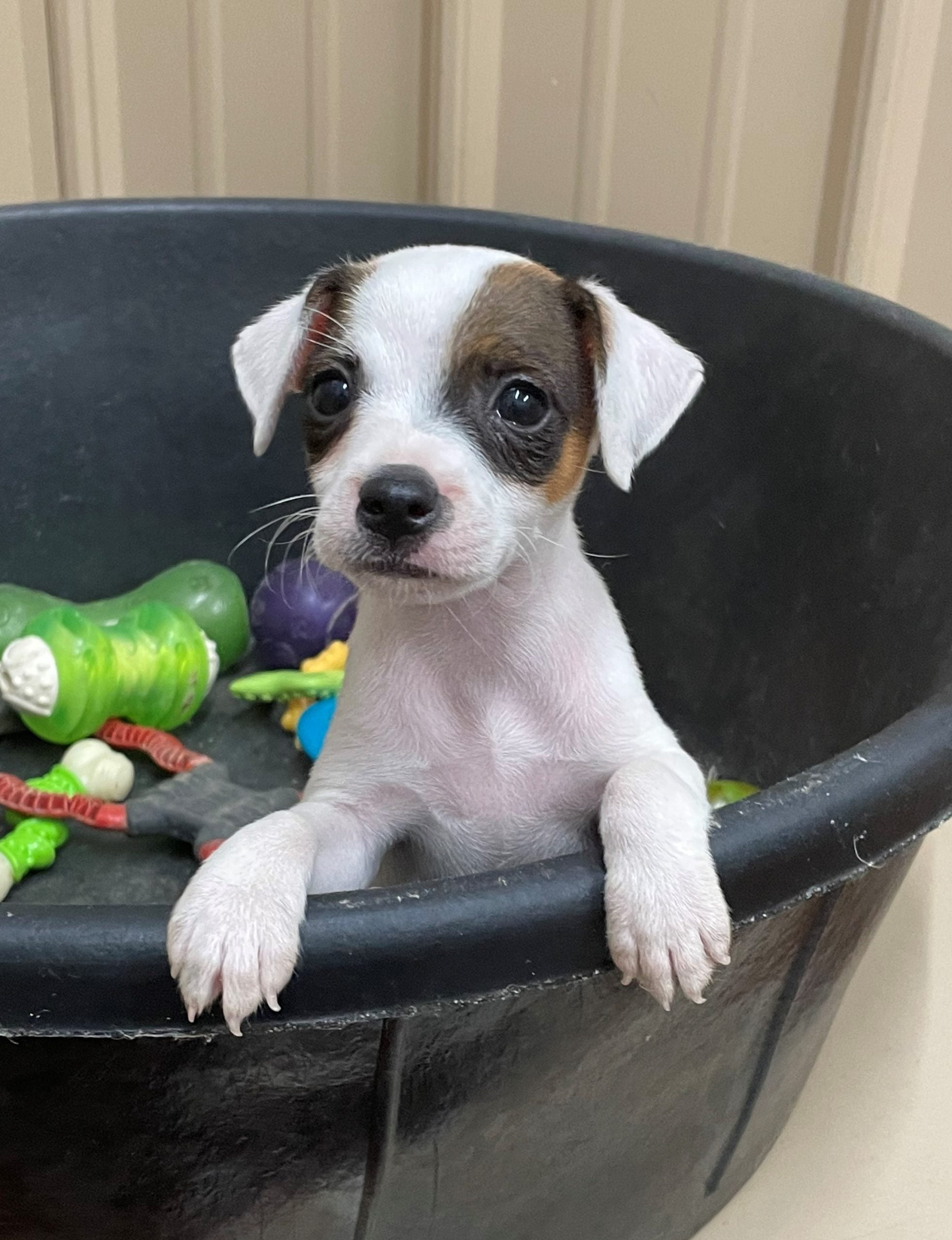 SOLD Sherry Female 4 – Tri Smooth Female Jack Russell Terrier Puppy For Sale