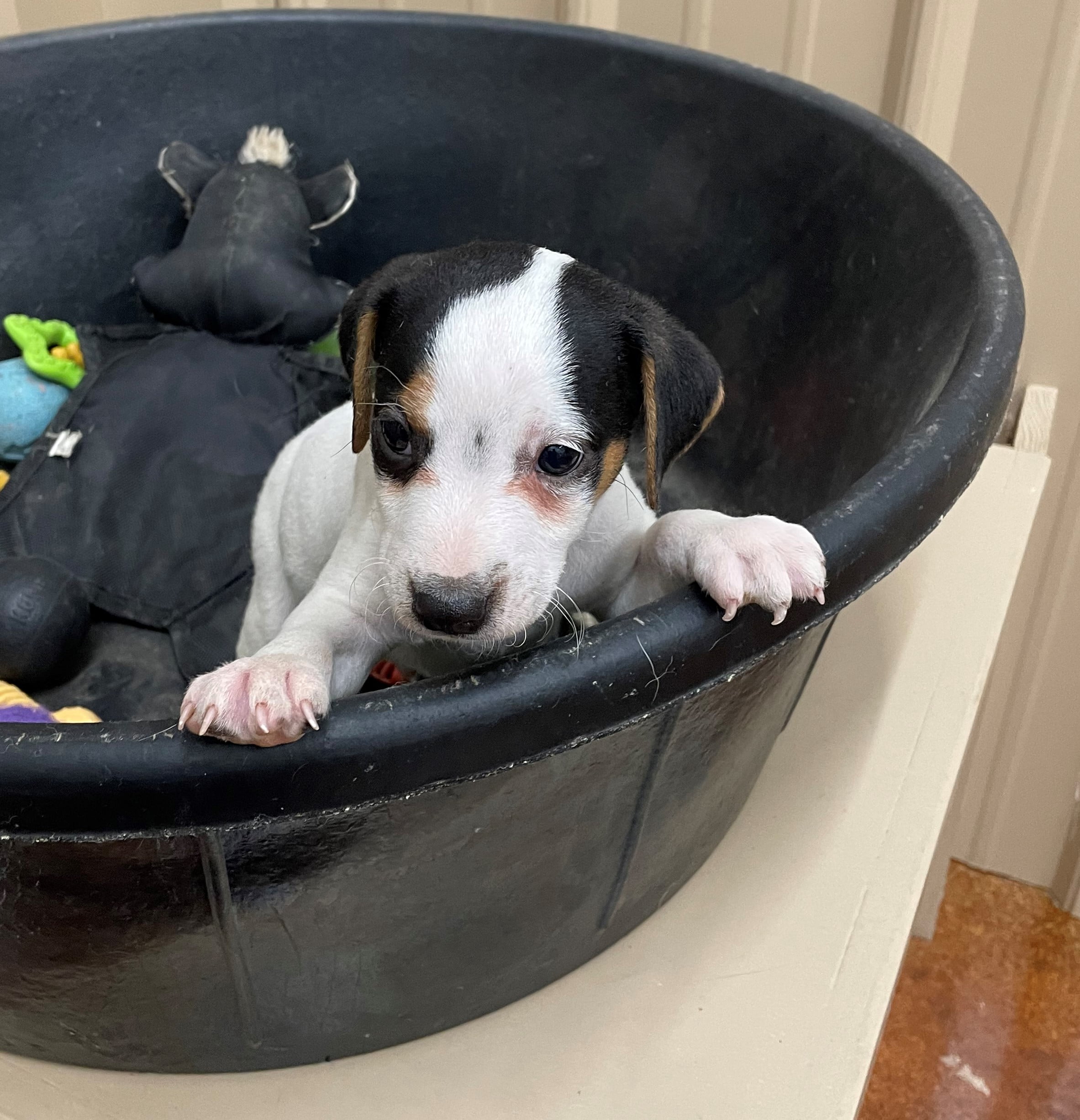 SOLD Sherry Male 2 – Tri Smooth Male Jack Russell Terrier Puppy For Sale