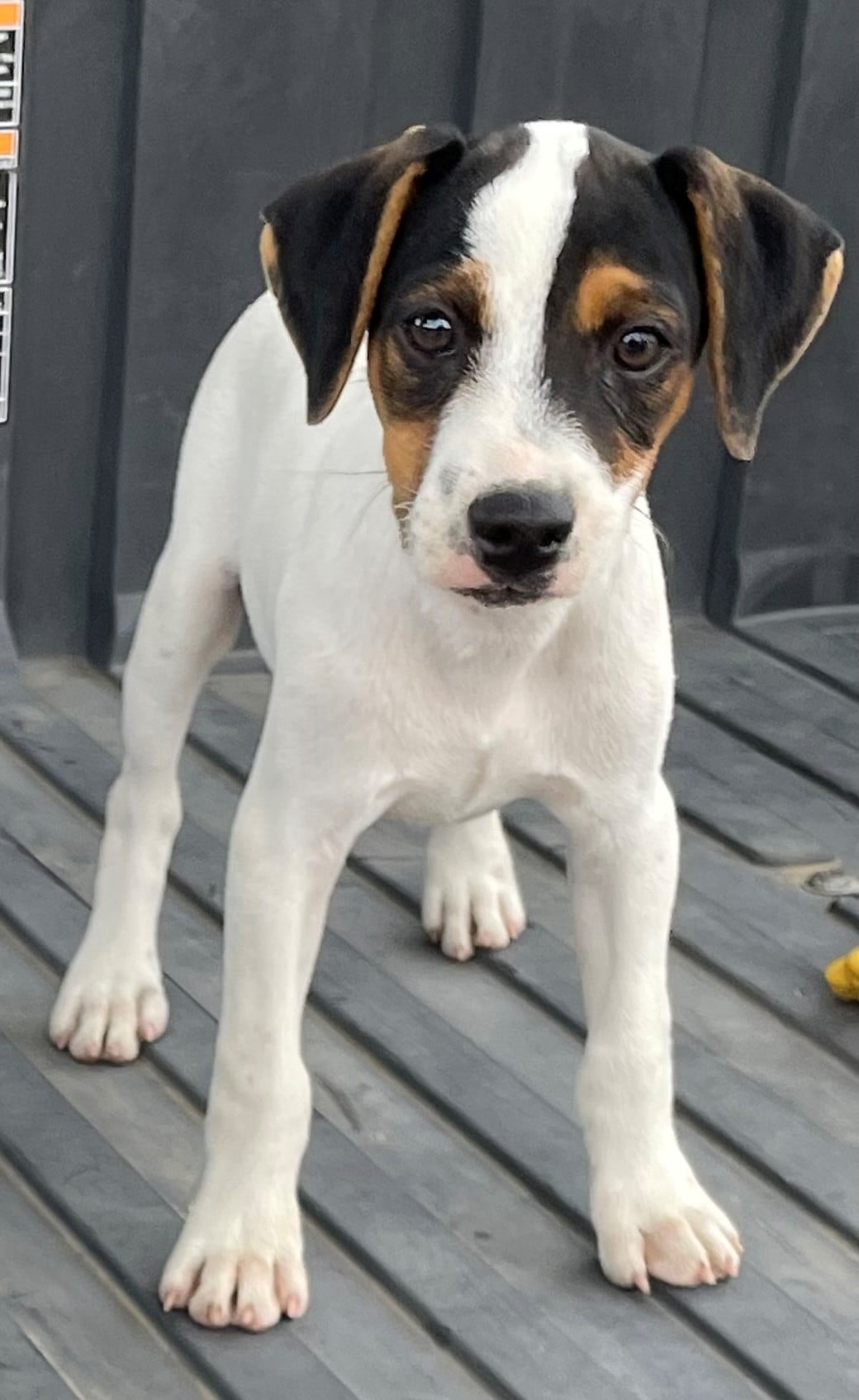 Sherry Male 3 – Tri Smooth Male Jack Russell Terrier Puppy For Sale