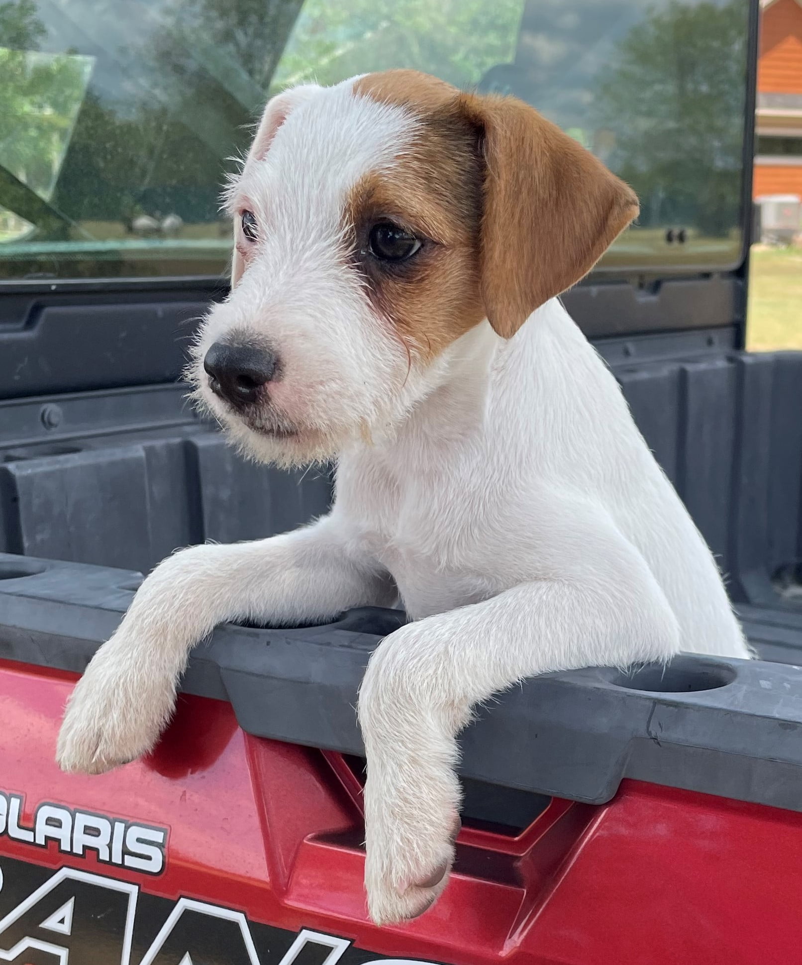 SOLD Sherry Female 1 – Tri Broken Female Jack Russell Terrier Puppy For Sale