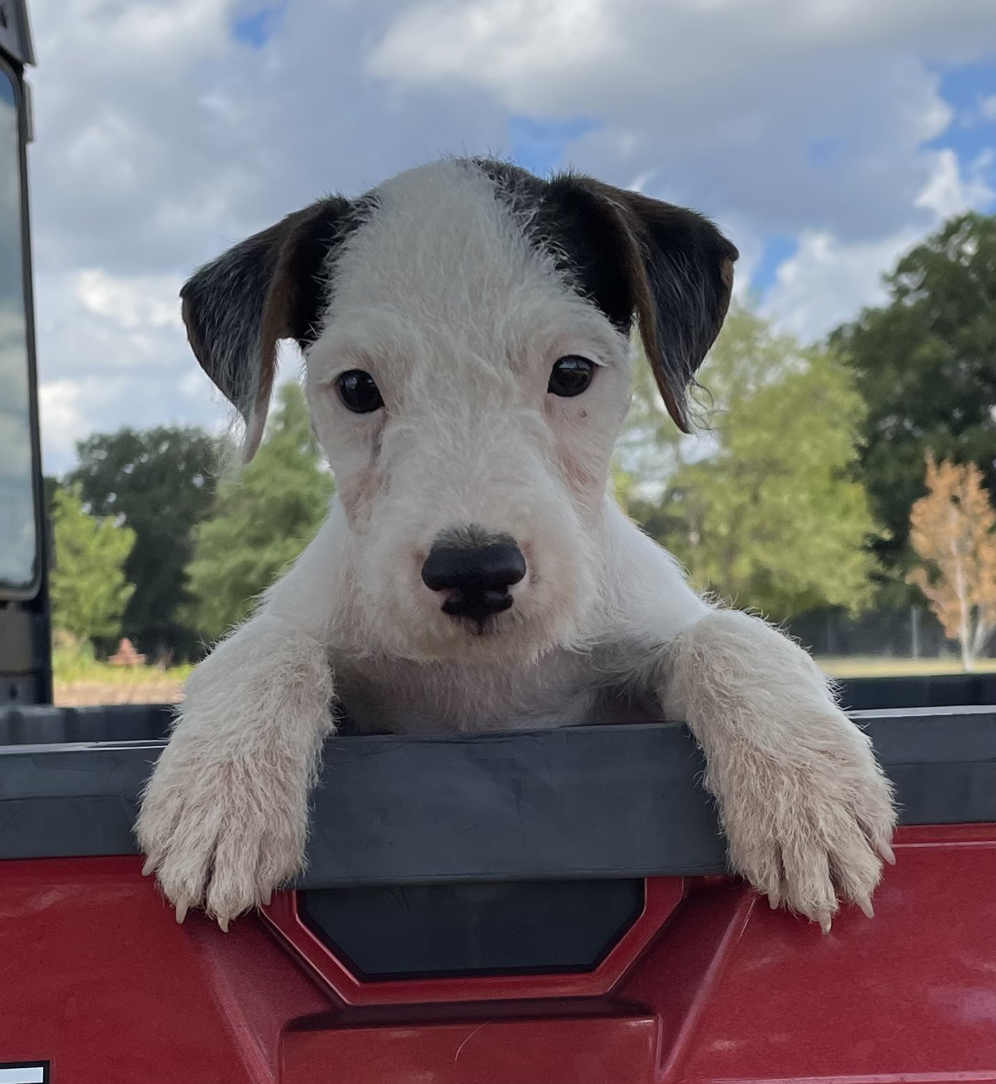 SOLD Reba Male 2 – Tri Rough Male Jack Russell Terrier Puppy For Sale