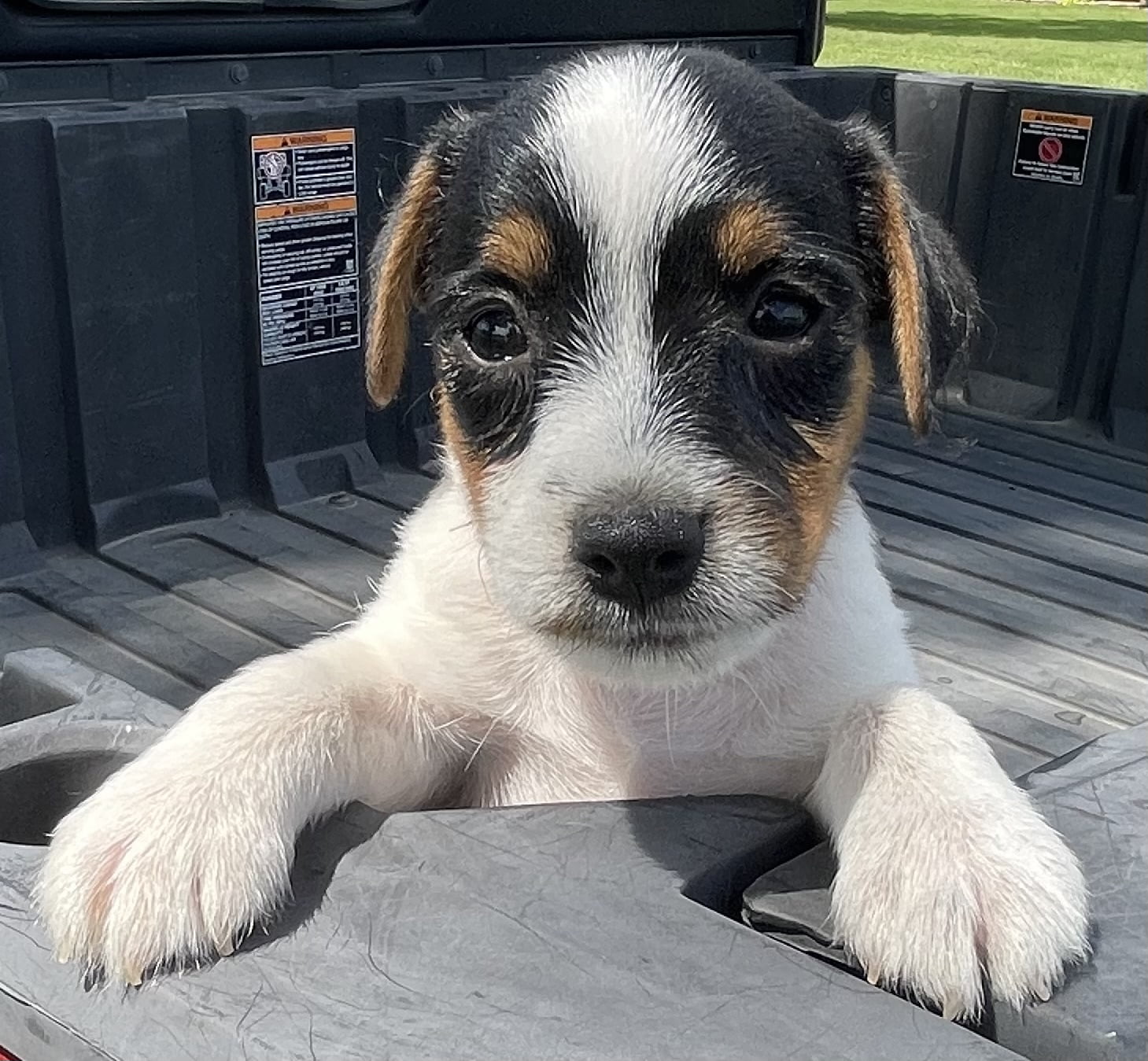 SOLD Ginger Male 1 – Tri Broken Male Jack Russell Terrier Puppy For Sale