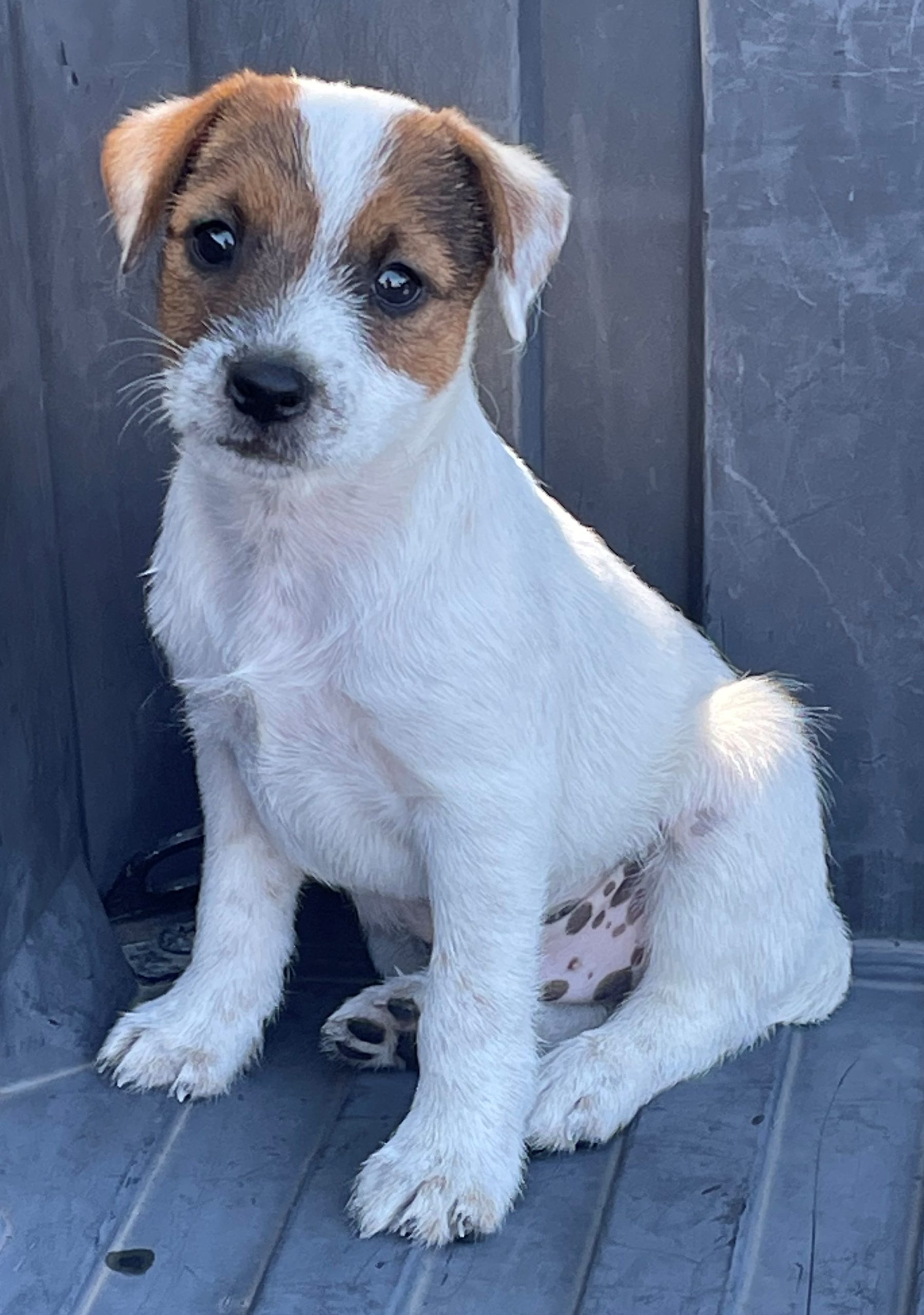 SOLD Bonnie Male 2 – Tri Broken Male Jack Russell Terrier Puppy For Sale