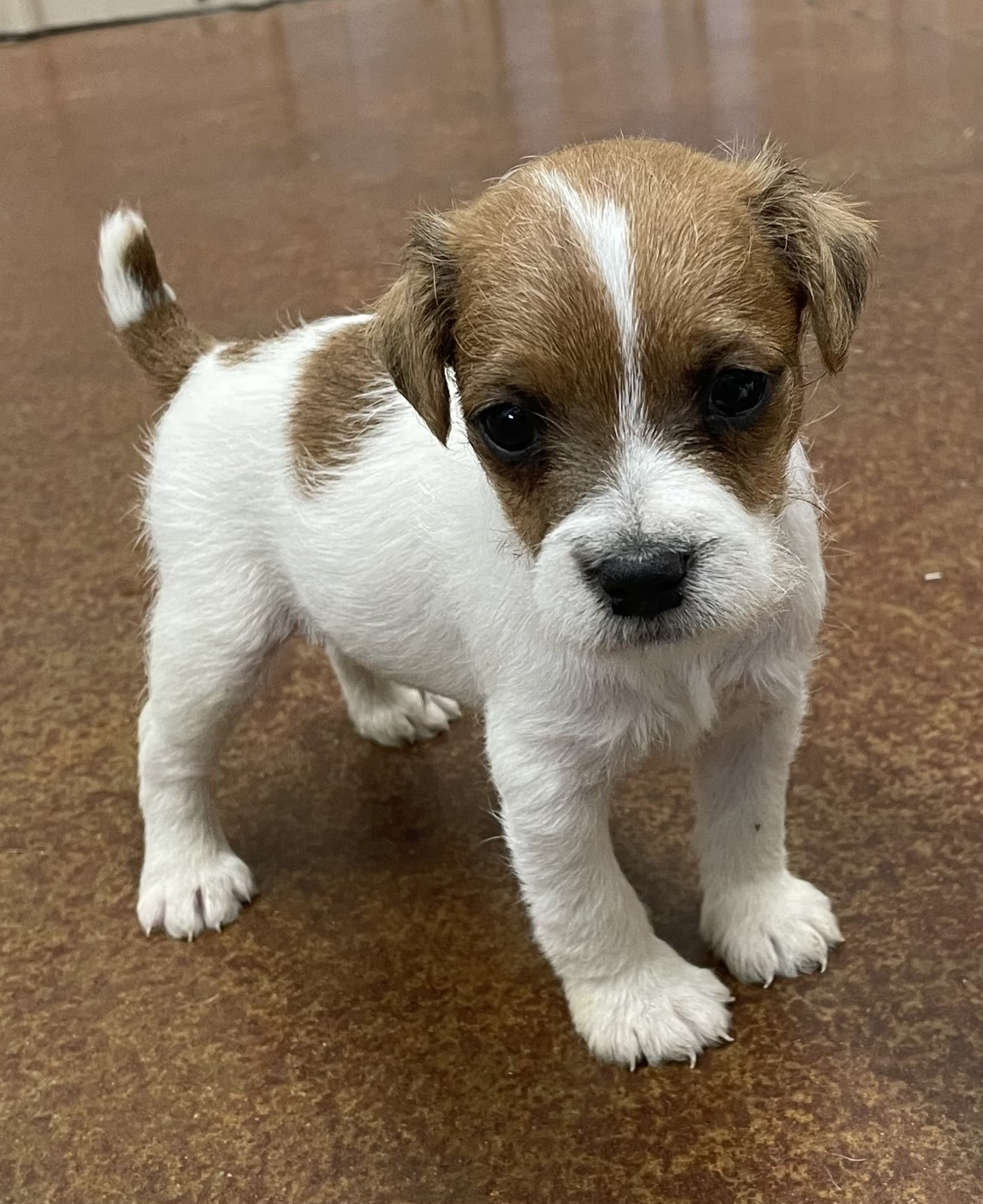 SOLD – Lucy Male 2 – Tri Rough Male Jack Russell Terrier Puppy For Sale
