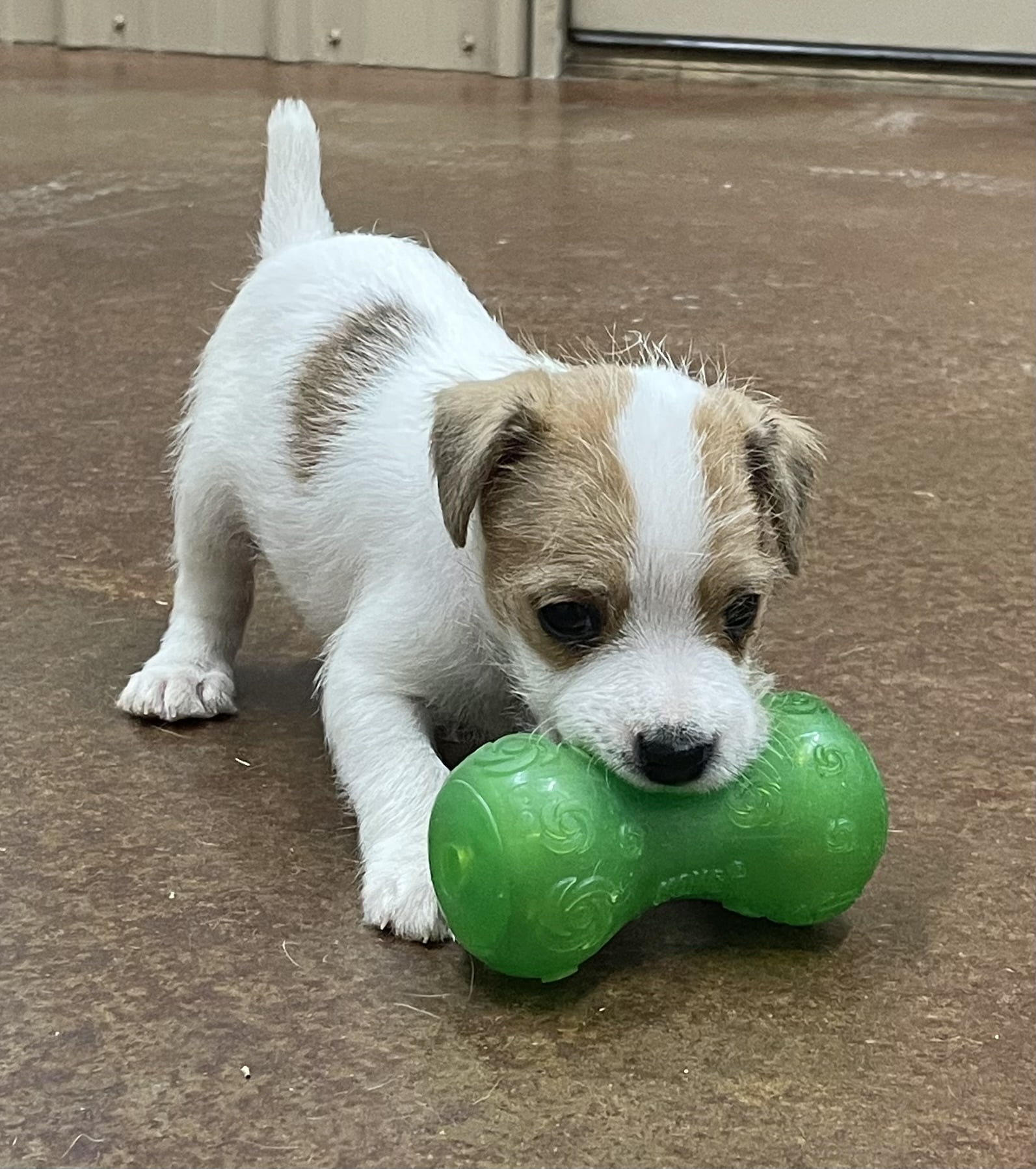 SOLD Lucy Male 3 – Tri Broken Male Jack Russell Terrier Puppy For Sale