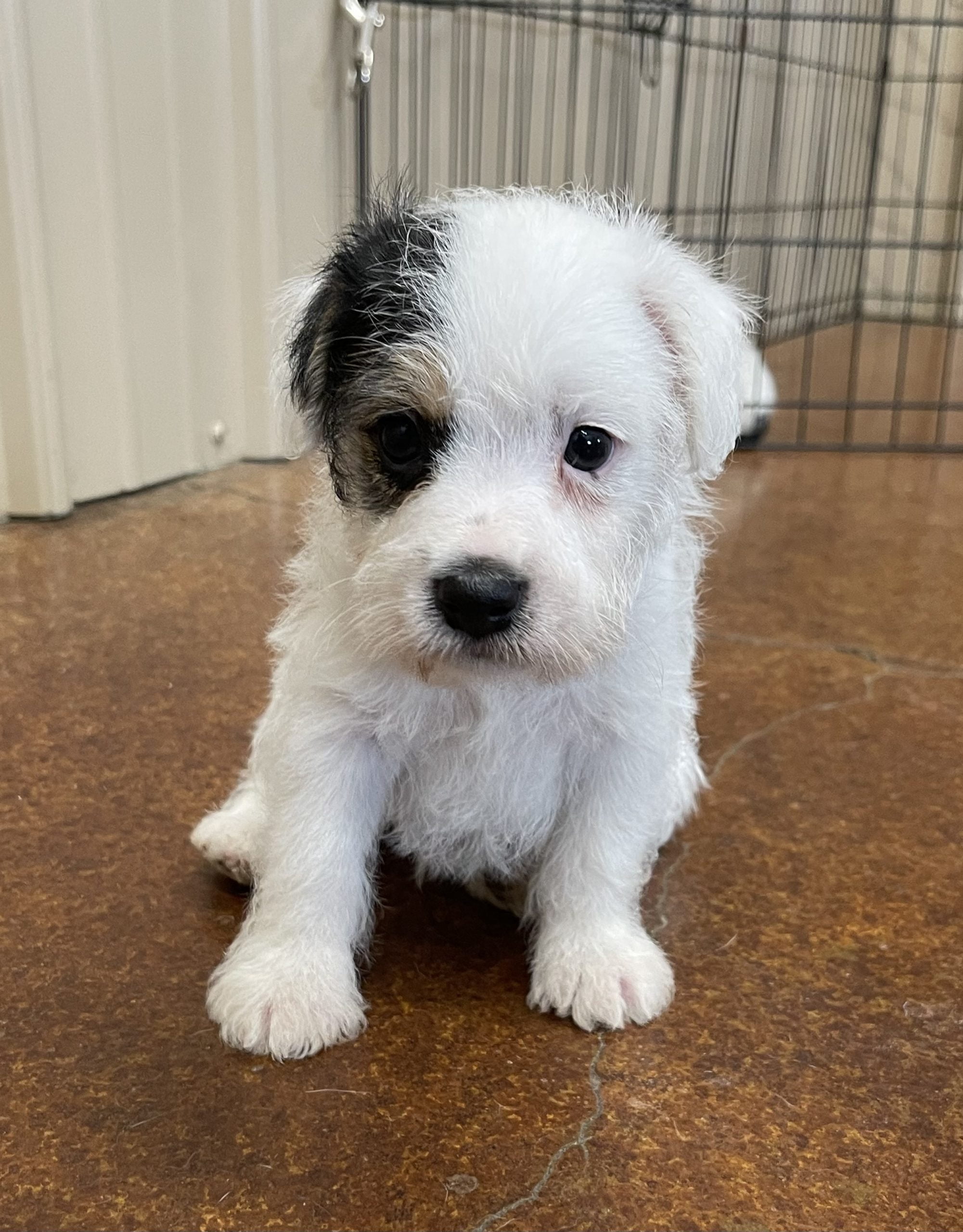 SOLD – Leasa Male 2 – Tri Rough Male Jack Russell Terrier Puppy For Sale