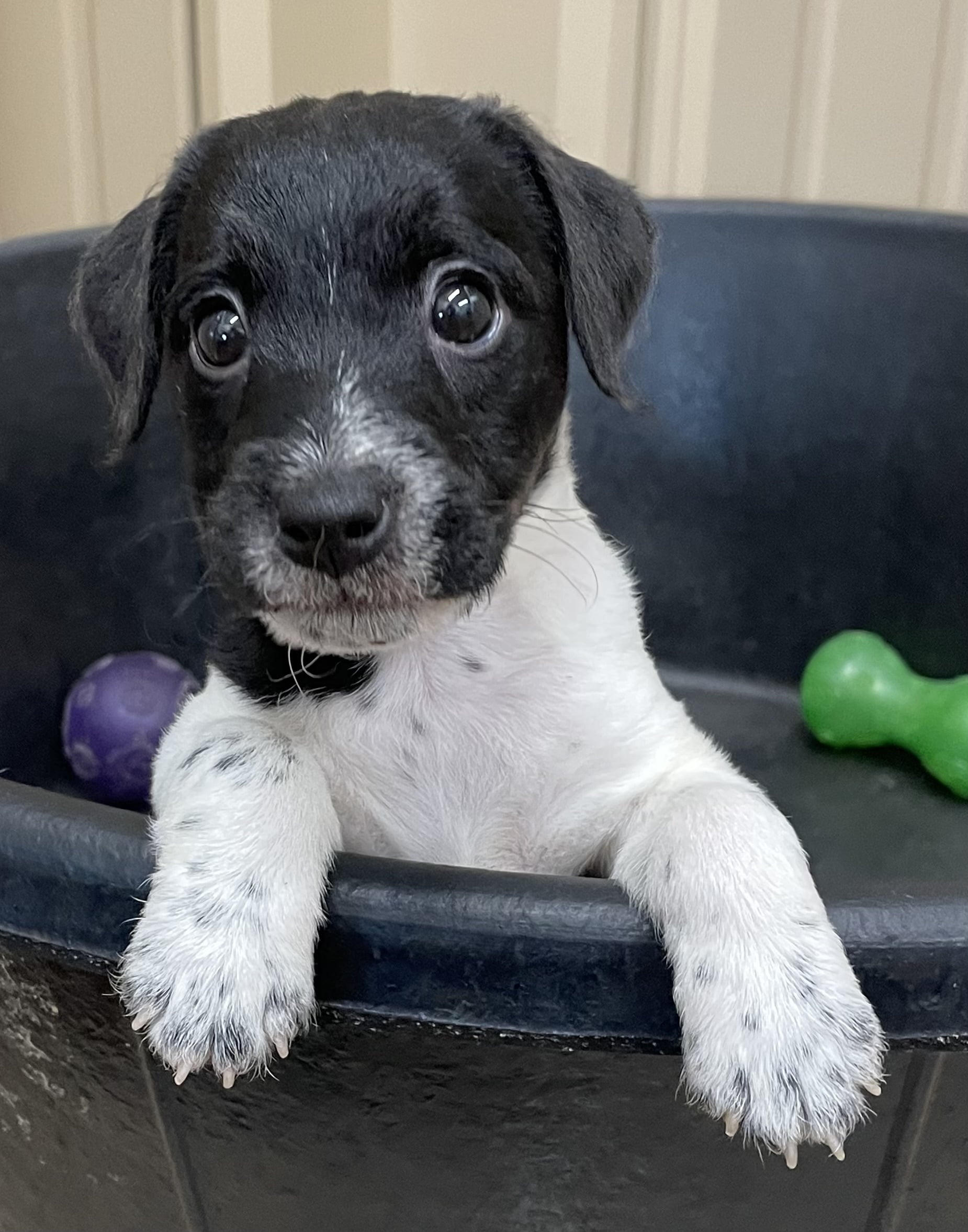 SOLD – Feather Female 1 – Black & White Broken Female Jack Russell Terrier Puppy For Sale