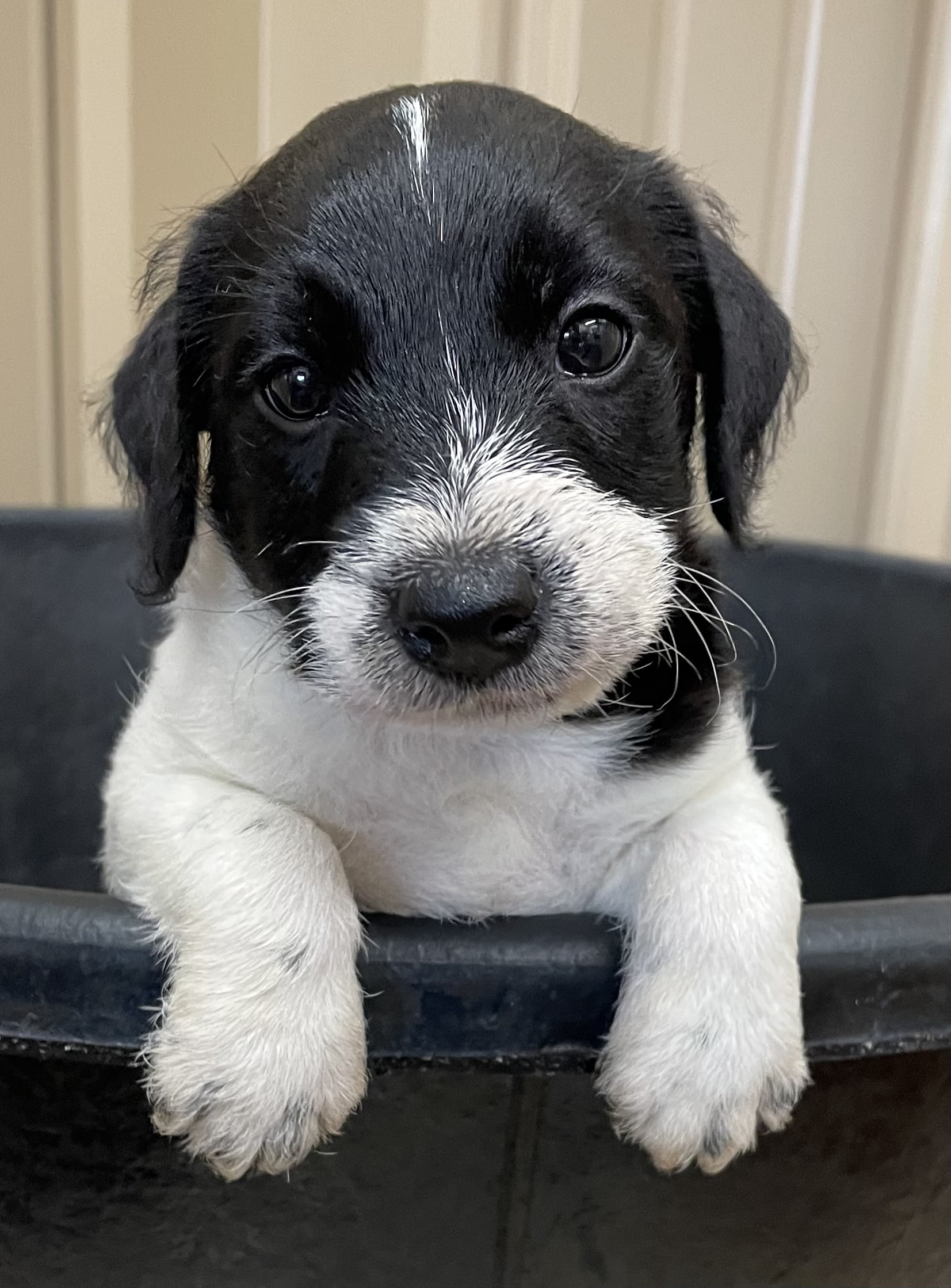 SOLD – Feather Male 1 – Black & White Broken Male Jack Russell Terrier Puppy For Sale