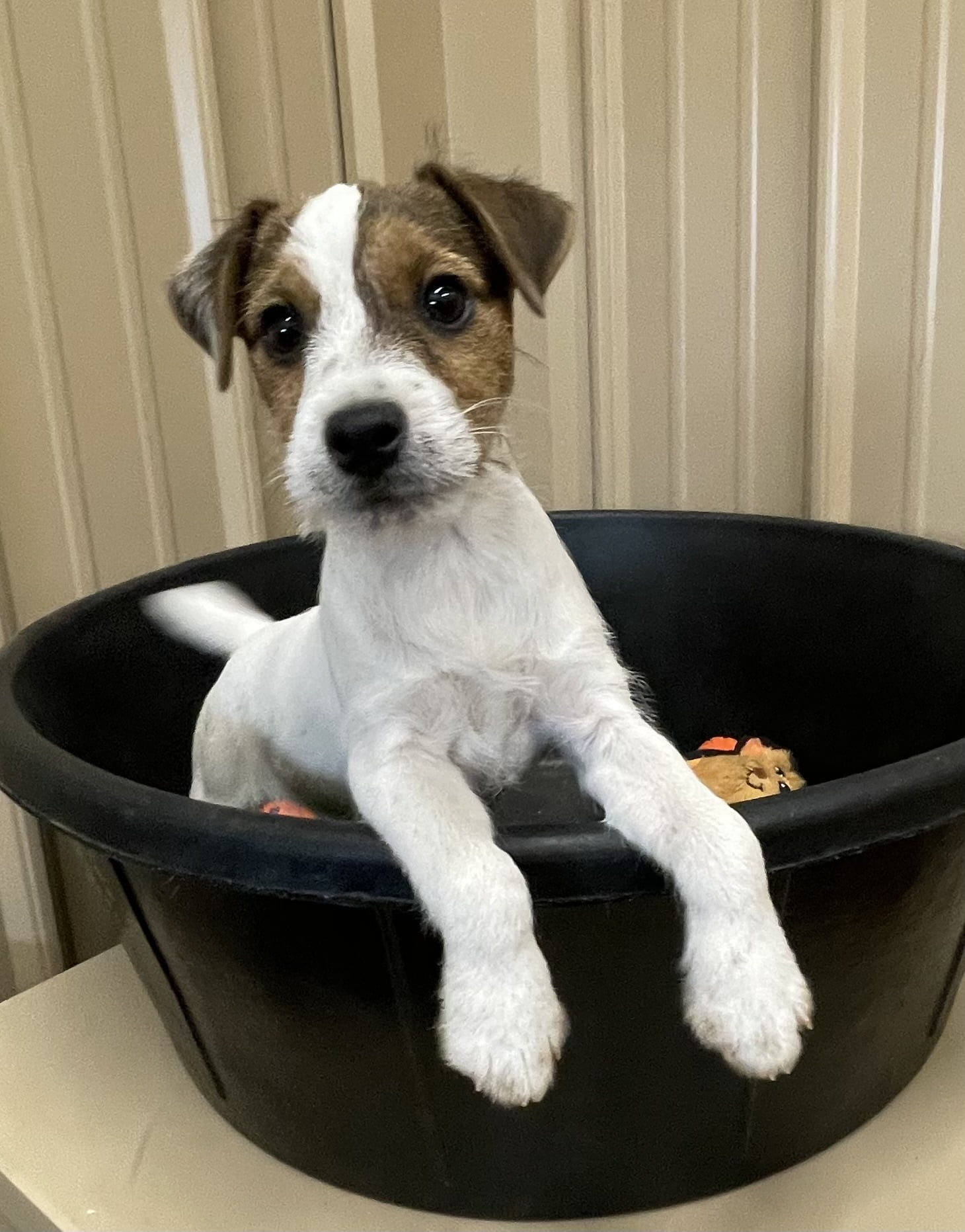 SOLD – Fiona Male 2 – Tri Broken Male Jack Russell Terrier Puppy For Sale