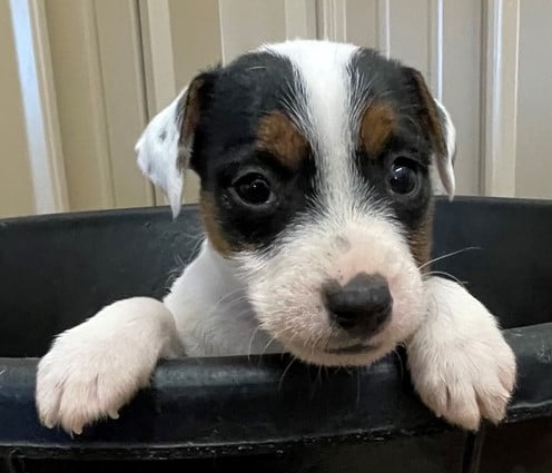 SOLD – Lotti Female 1 – Tri Smooth Female Jack Russell Terrier Puppy For Sale