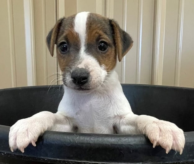 SOLD – Lotti Male 1 – Tri Smooth Male Jack Russell Terrier Puppy For Sale