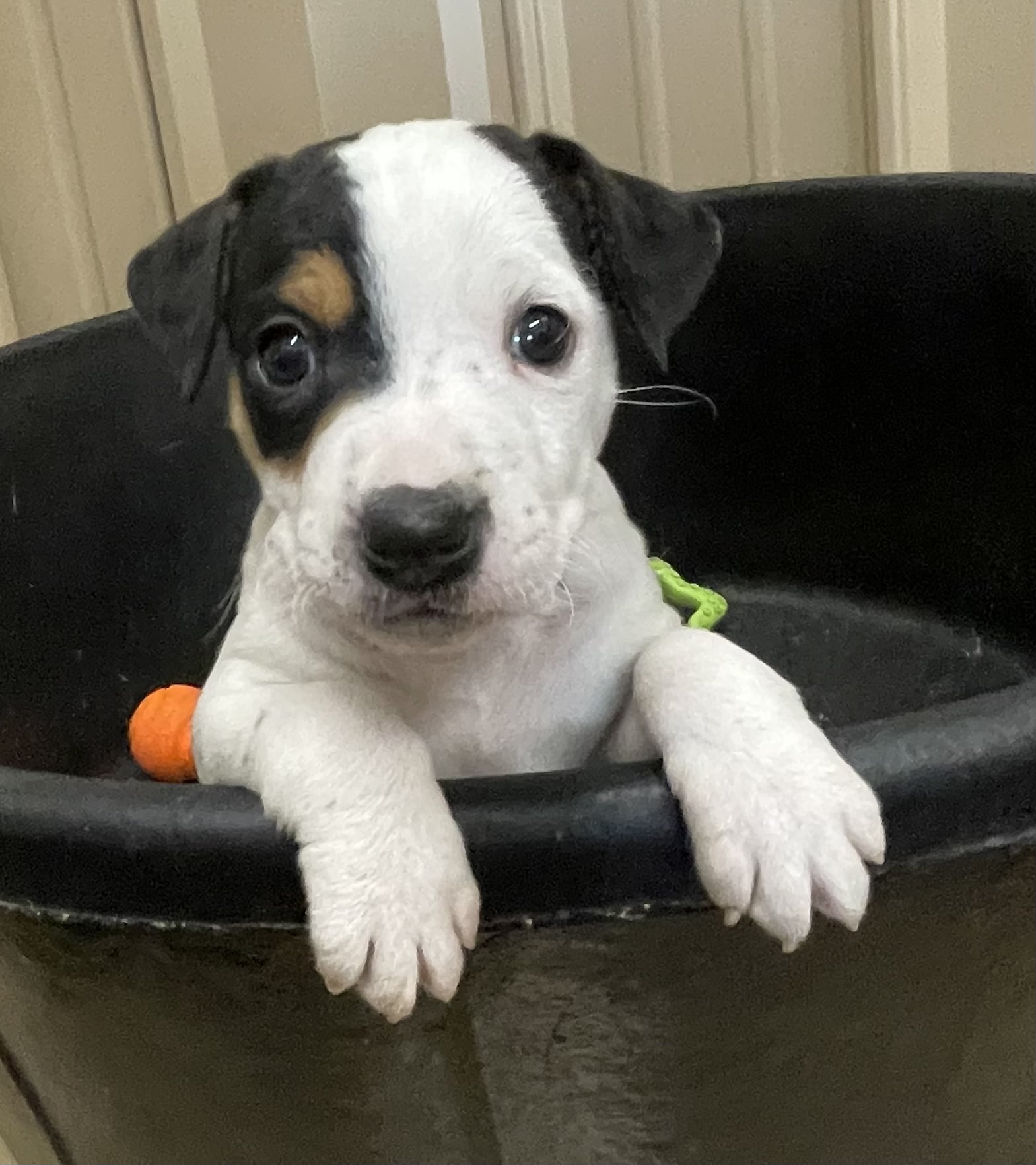 SOLD – Abby Male 1 – Tri Broken Male Jack Russell Terrier Puppy For Sale