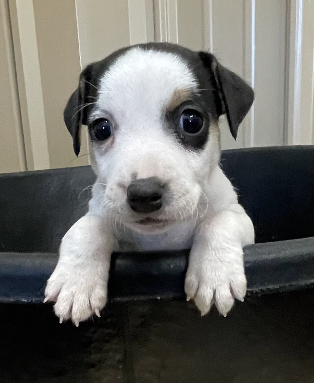 SOLD – Abby Male 2 – Tri Broken Male Jack Russell Terrier Puppy For Sale