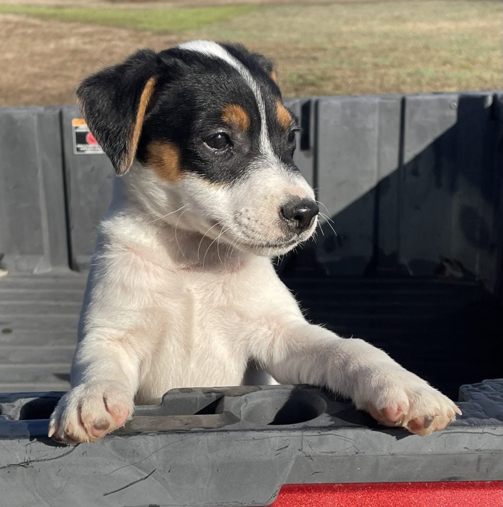 SOLD Sally Male 1 Tri Broken Male Jack Russell Terrier Puppy For