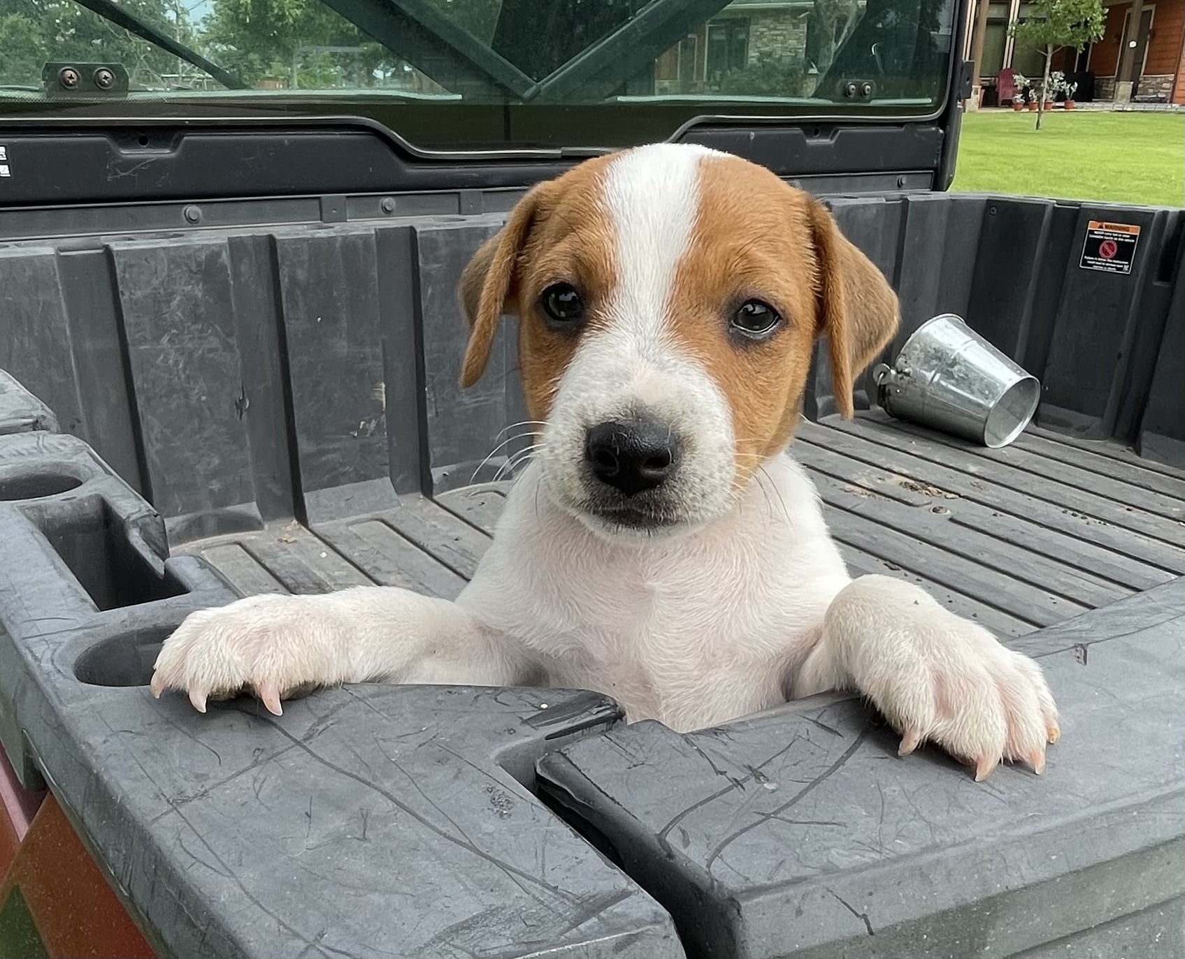 SOLD – Abigail Male – Tri Smooth Male Jack Russell Terrier Puppy For Sale