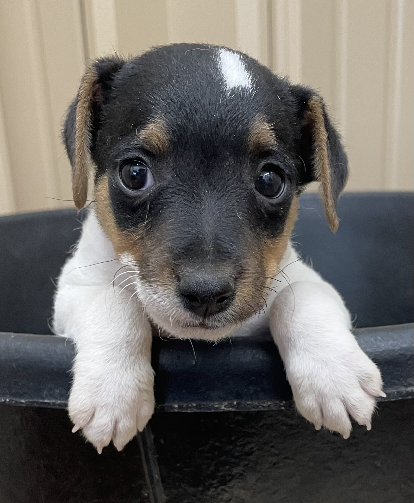 SOLD – Annie Male 1 – Tri Broken Male Jack Russell Terrier Puppy For Sale
