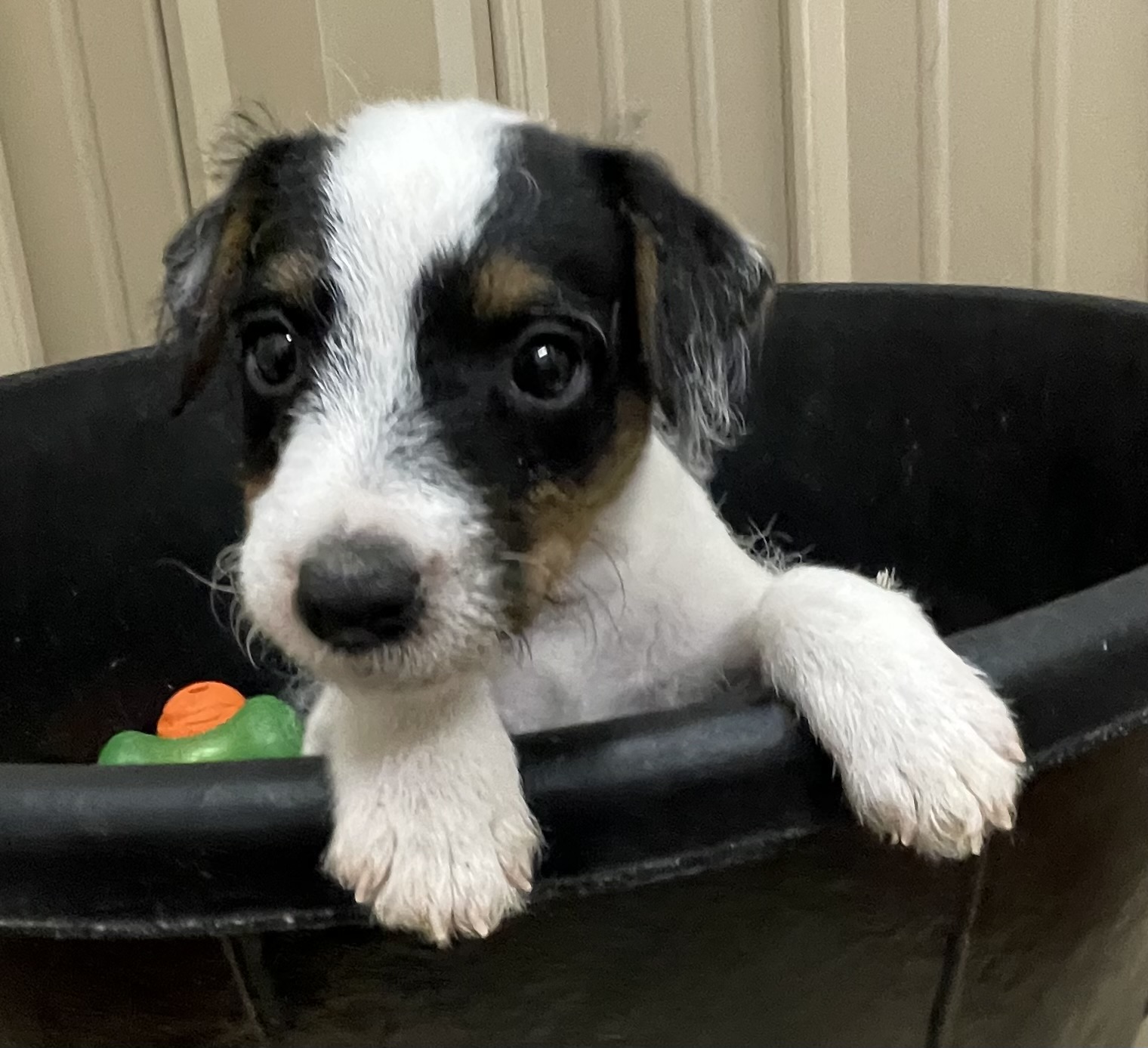 Annie Male 2 Tri Broken Male Jack Russell Terrier Puppy For Sale