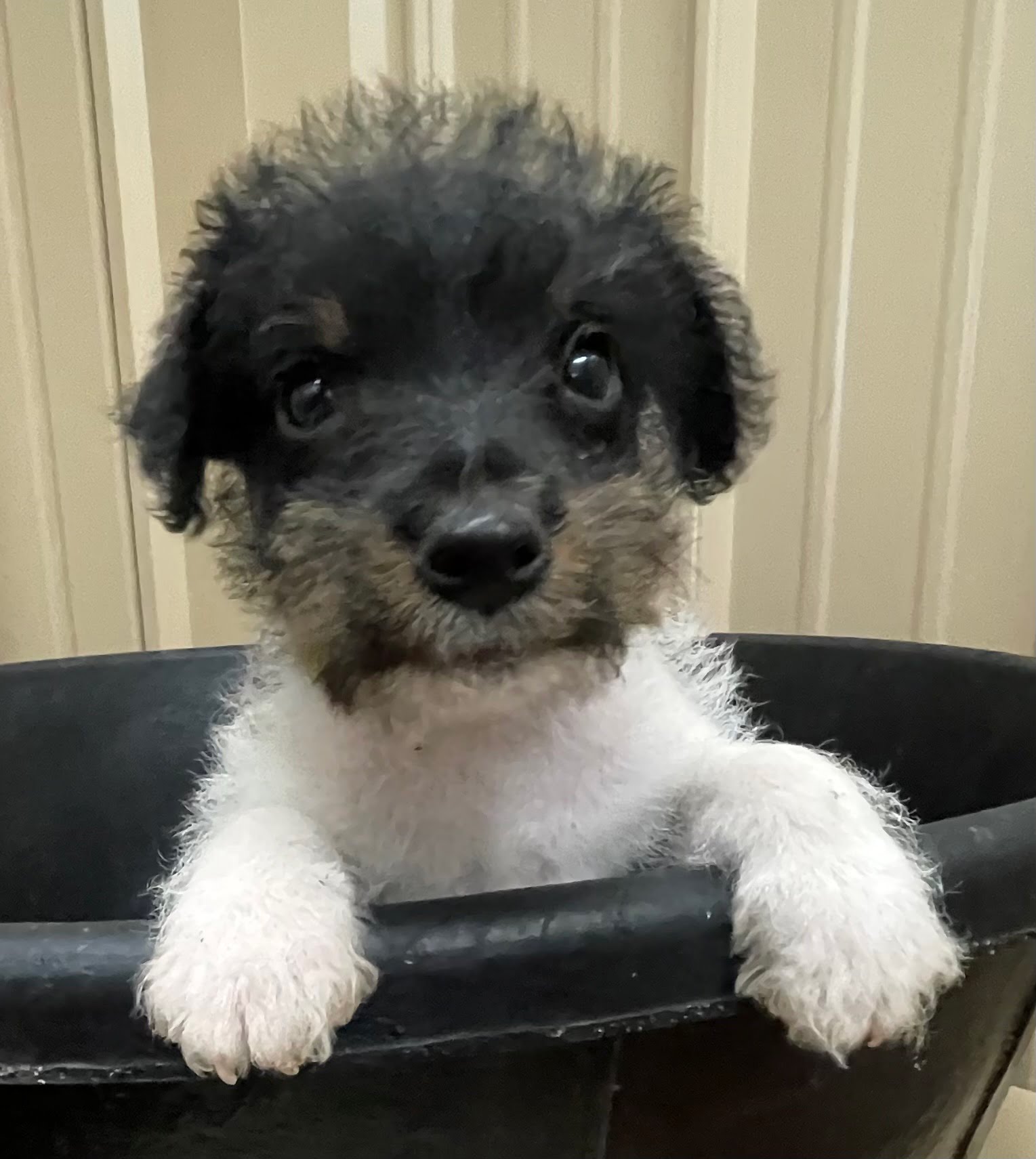 SOLD – Annie Male 3 – Tri Rough Male Jack Russell Terrier Puppy For Sale