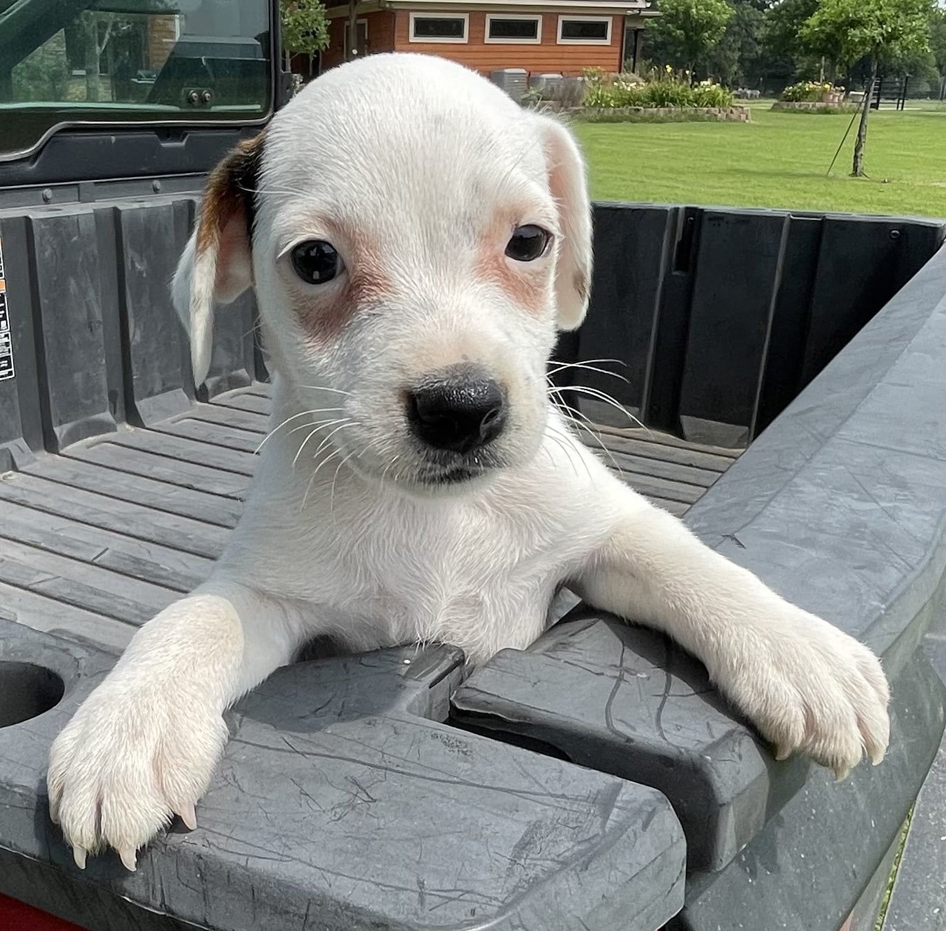 SOLD – FeFe Female – Tri Broken Female Jack Russell Terrier Puppy For Sale