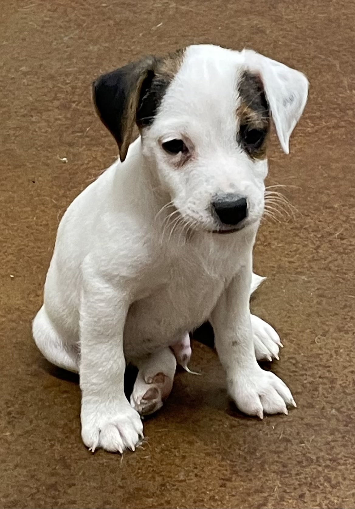 SOLD – FeFe Male 2 – Tri Broken Male Jack Russell Terrier Puppy For Sale