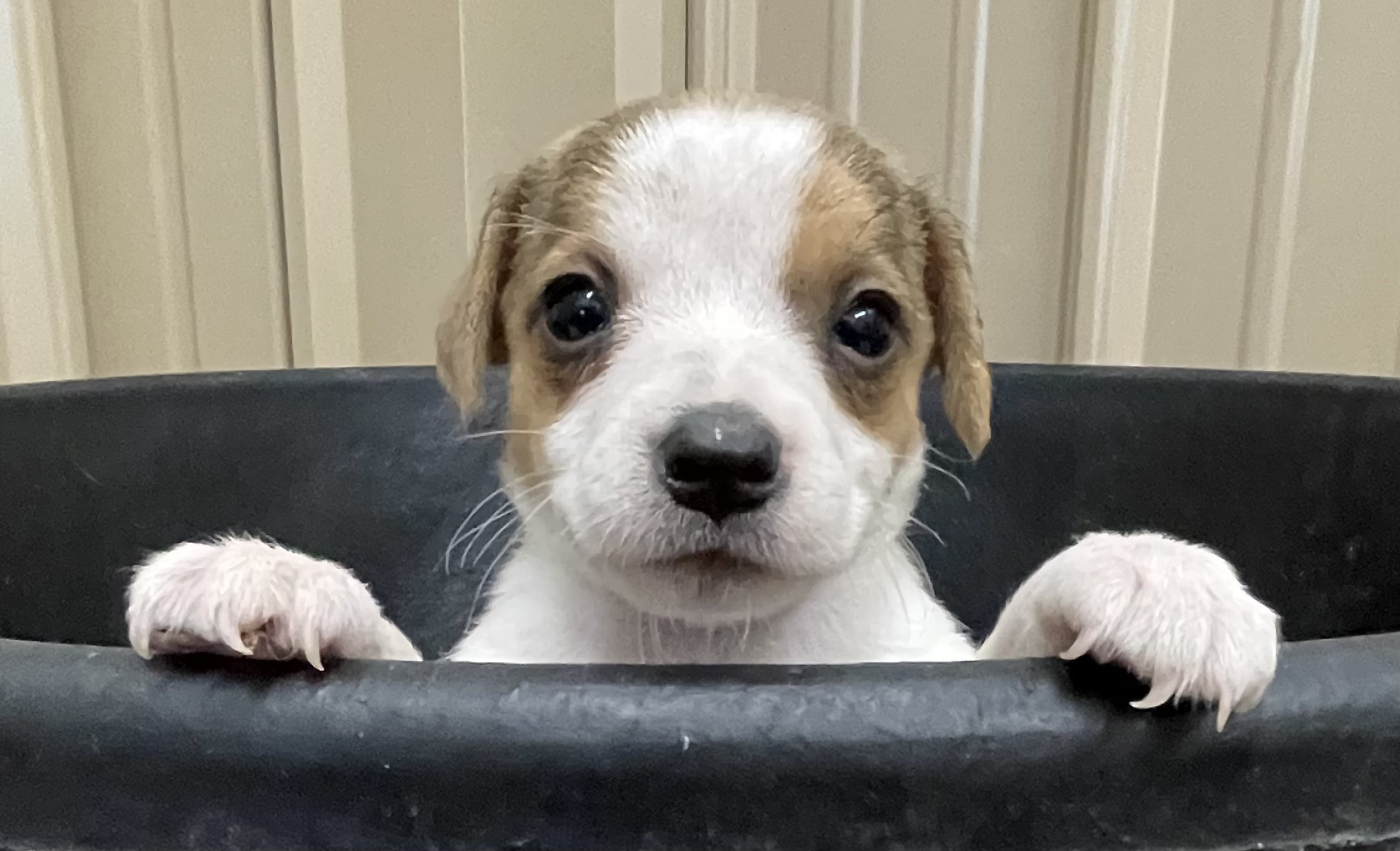 SOLD – Ginger Female 2 – Tri Smooth Female Jack Russell Terrier Puppy For Sale