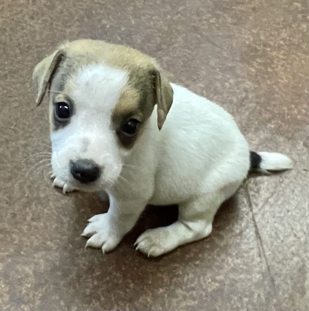 SOLD - Ginger Female 2 - Tri Smooth Female Jack Russell Terrier Puppy ...