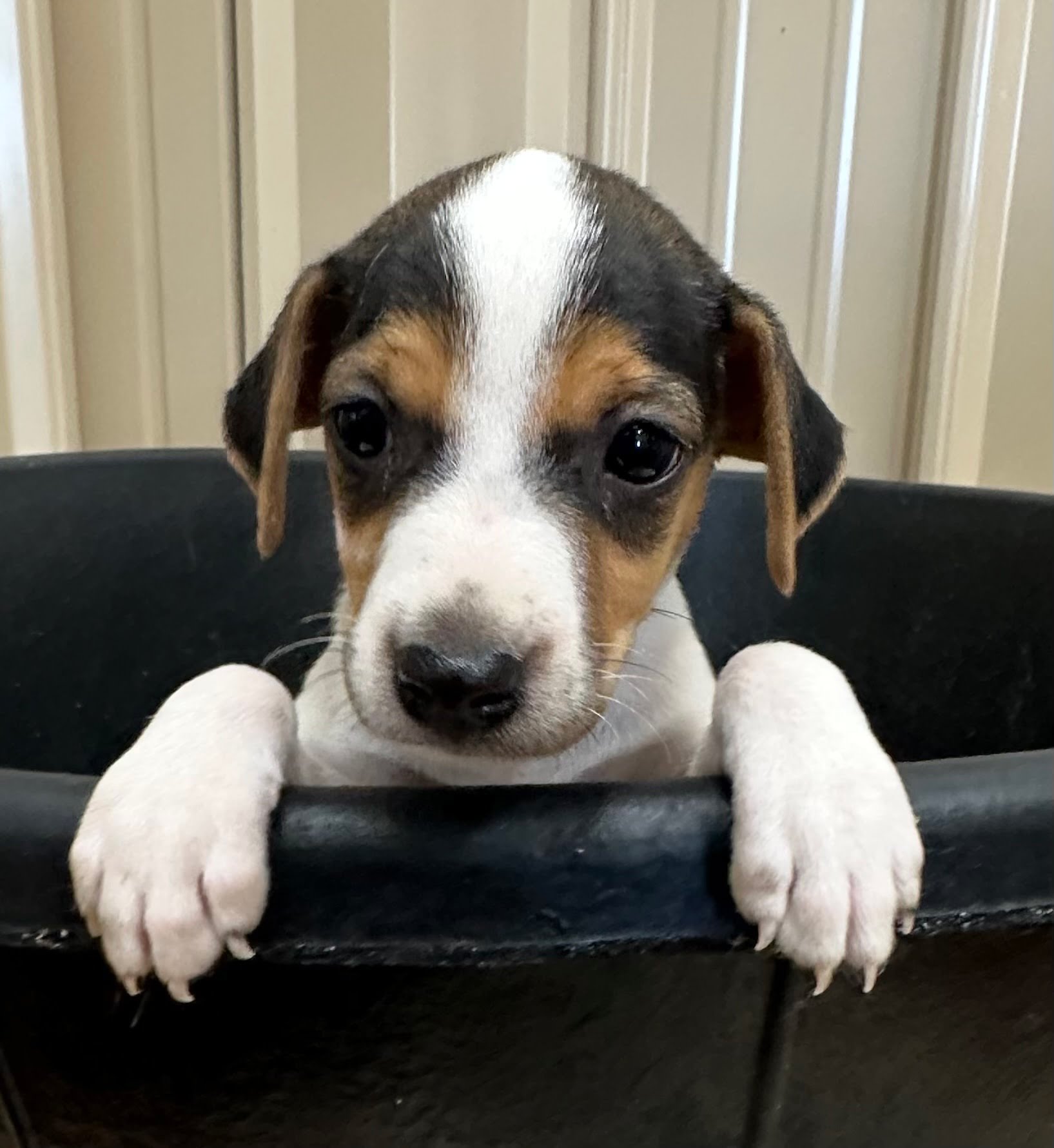 SOLD – Dyna Female 1 – Tri Broken Female Jack Russell Terrier Puppy For Sale