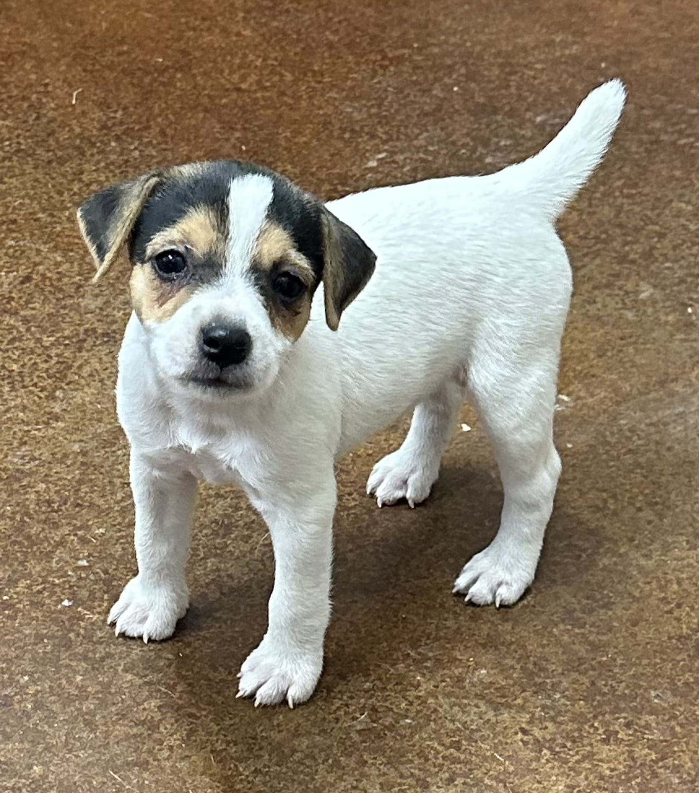 WAITING FOR PUPDATE – Dyna Female 3 – Tri Broken Female Jack Russell Terrier Puppy For Sale