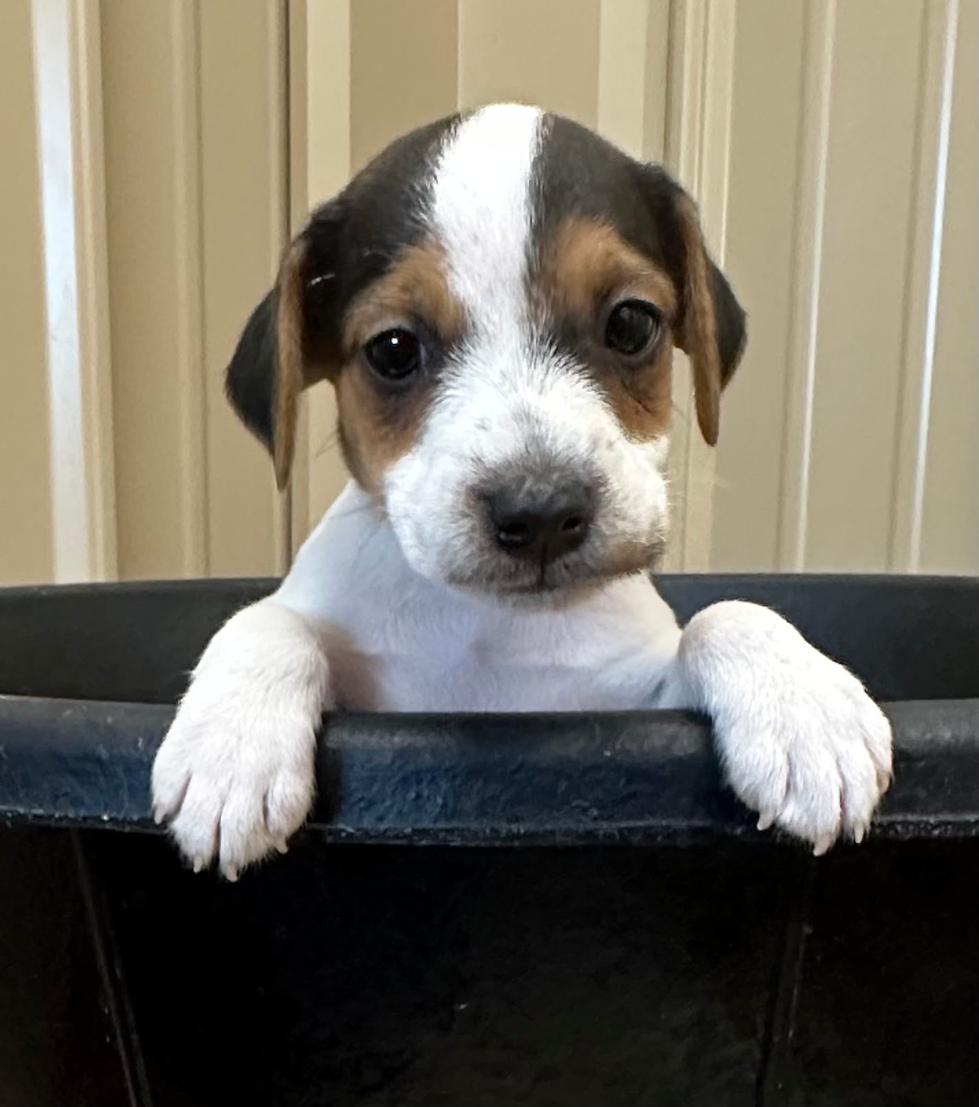 SOLD – Dyna Male 2 – Tri Broken Male Jack Russell Terrier Puppy For Sale