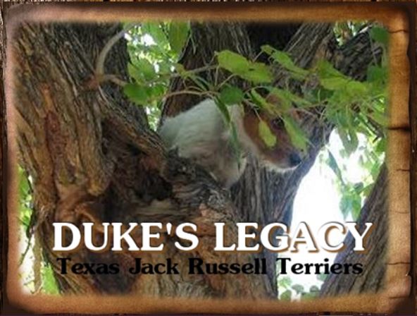 Duke's Legacy JRT in Honey Grove, Texas