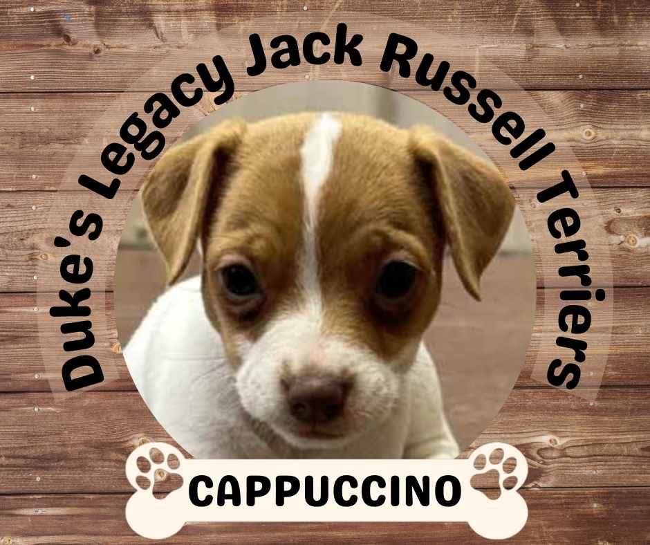 Meet Cappuccino (Cino) Female Tan & White Smooth Coat Jack Russell