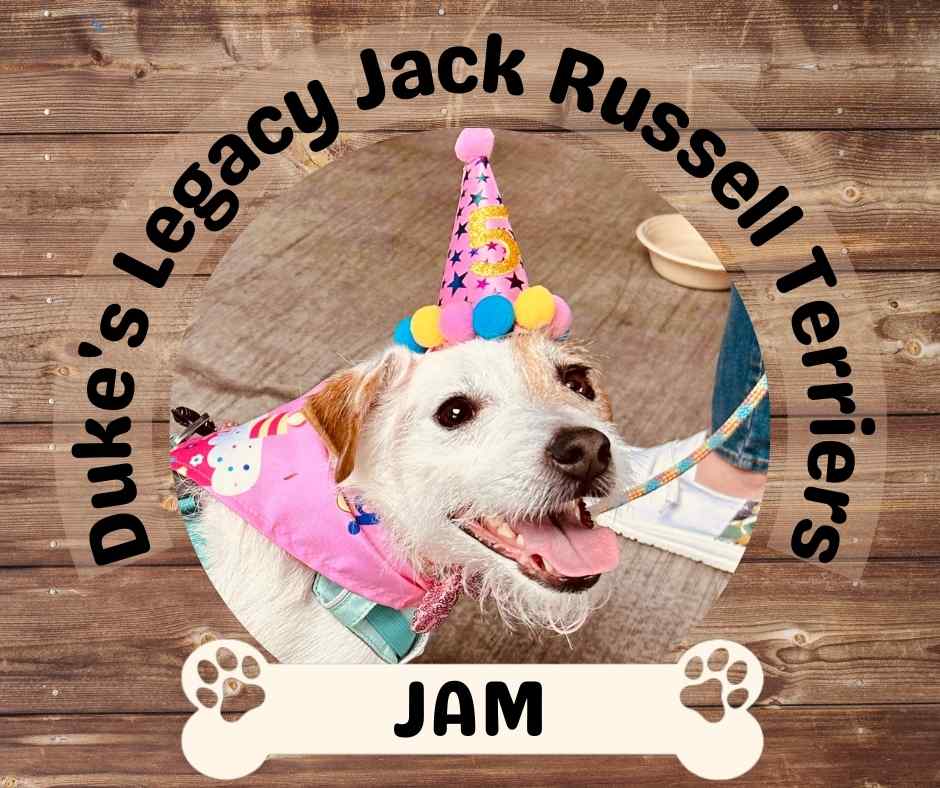 Jam – Duke’s Legacy Jack Russell Terrier Living In Las Vegas NV