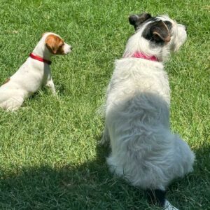 Abbey And Finley – Duke’s Legacy Jack Russell Terriers Living In Little Elm Texas
